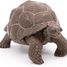 Galapagos tortoise figurine PA50161-3929 Papo 6