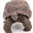 Galapagos tortoise figurine PA50161-3929 Papo 5