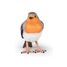 redbreast robin PA-50275 Papo 2