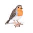 redbreast robin PA-50275 Papo 3