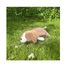 Hug pillow Vick the brown dog 54 cm NE-48904-37 Nemu Nemu 4