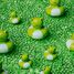 Happy Bubbles Froggies PB85775 Petit Boum 5