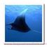 Manta Ray Figurine PA56006-2938 Papo 2