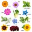Butterfly Flowers seeds RC-140948 Radis et Capucine 3