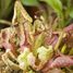 I grow my Flytrap RC-027001 Radis et Capucine 6