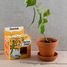 I grow my Beanstalk RC-140967 Radis et Capucine 4