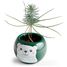 My Christmas tree to grow RC-143304 Radis et Capucine 5