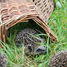 Hedgehog basket ED-WA06 Esschert Design 3