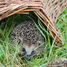 Hedgehog basket ED-WA06 Esschert Design 4