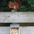 Squirrel feeder ED-WA09 Esschert Design 3