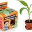 I grow my Banana tree RC-014265 Radis et Capucine 1
