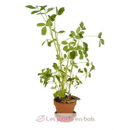 I grow my Peanuts RC-014264 Radis et Capucine 2