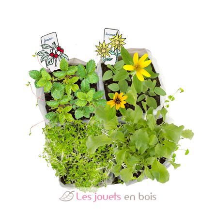 Mini garden RC-034139 Radis et Capucine 6