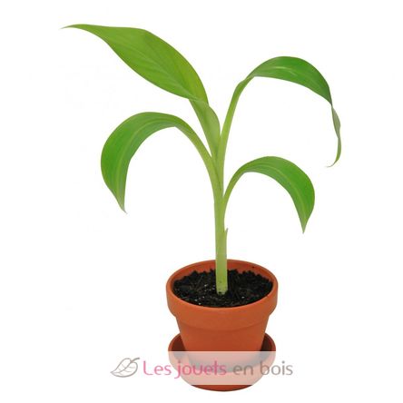 I grow my Banana tree RC-014265 Radis et Capucine 2