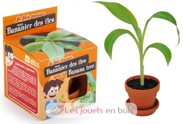 I grow my Banana tree RC-014265 Radis et Capucine 1