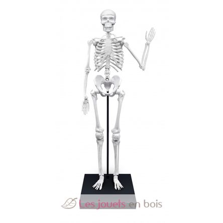 Giant skeleton 85 cm BUK-2181 Buki France 3