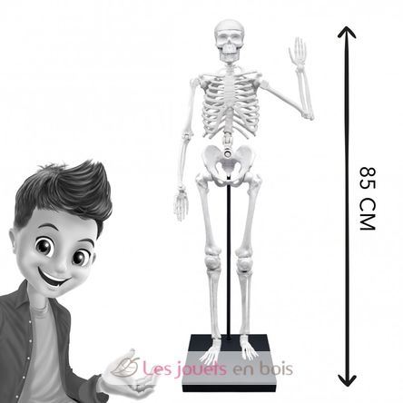 Giant skeleton 85 cm BUK-2181 Buki France 5