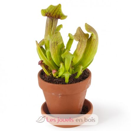 I grow my Flytrap RC-027001 Radis et Capucine 2