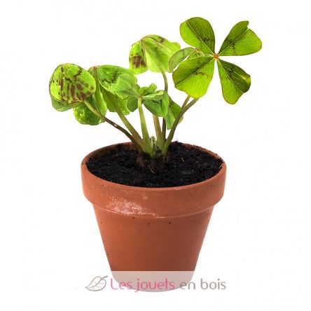 Clover in terracotta pot RC-003559 Radis et Capucine 2