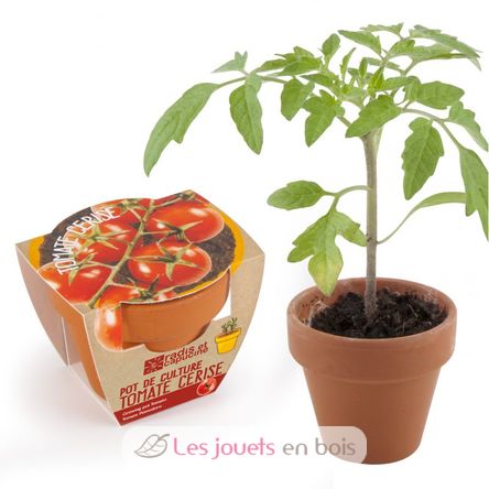 Organic tomato in terracotta pot RC-003565 Radis et Capucine 1