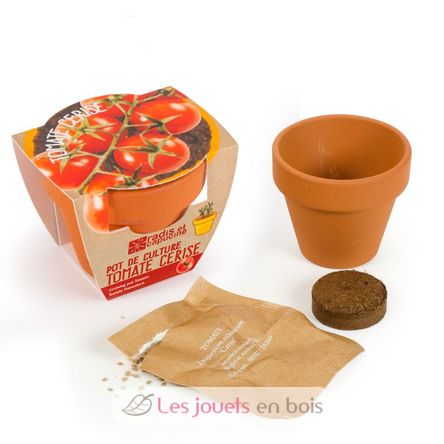 Organic tomato in terracotta pot RC-003565 Radis et Capucine 2