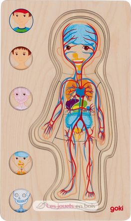 Human body puzzle, boy GK57361 Goki 5