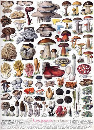 Mushrooms by Millot A1092-250 Puzzle Michele Wilson 2