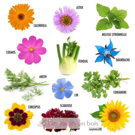 Butterfly Flowers seeds RC-140948 Radis et Capucine 3