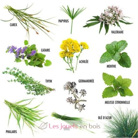 Cat plant seeds RC-140947 Radis et Capucine 2