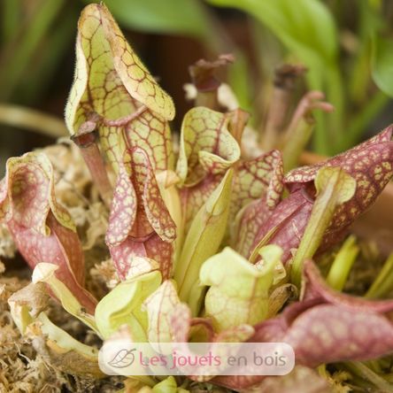 I grow my Flytrap RC-027001 Radis et Capucine 6