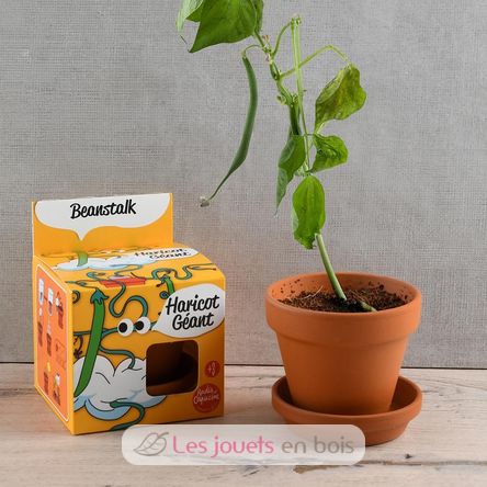I grow my Beanstalk RC-140967 Radis et Capucine 4