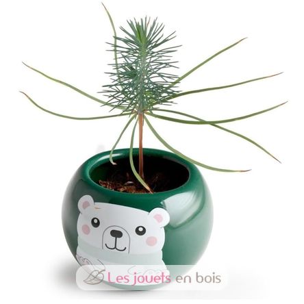 My Christmas tree to grow RC-143304 Radis et Capucine 5