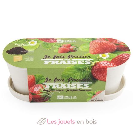 Strawberries in a bamboo window box RC-036966 Radis et Capucine 4