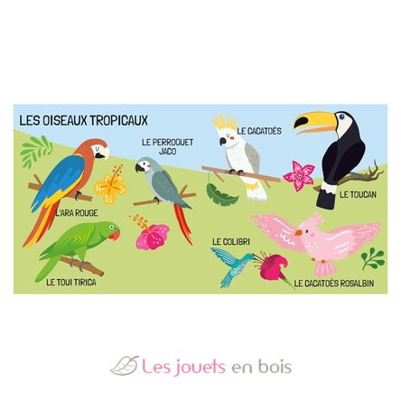 Book and Puzzle Birds SJ-329331 Sassi Junior 4